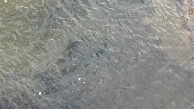 'Video thumbnail for Anxious Anglers Wait For Lake Ice'