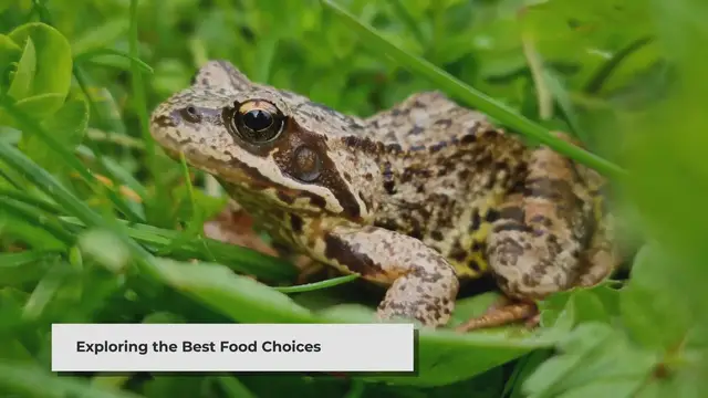 Video thumbnail for The Ultimate Guide: Choosing the Best Food for Your Pet Frogs