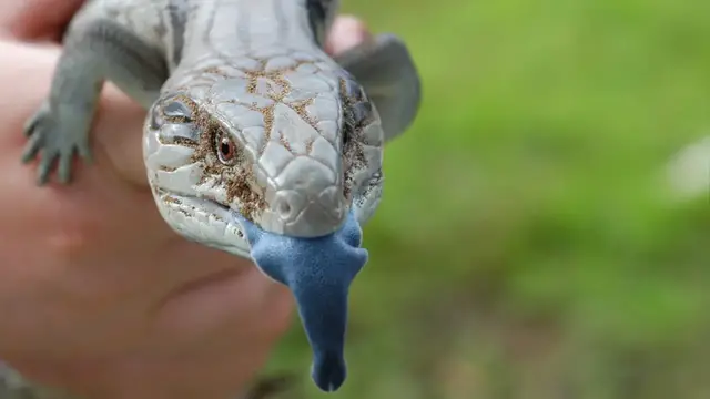 Video thumbnail for 10 Animals Whose Evolution Went Wrong