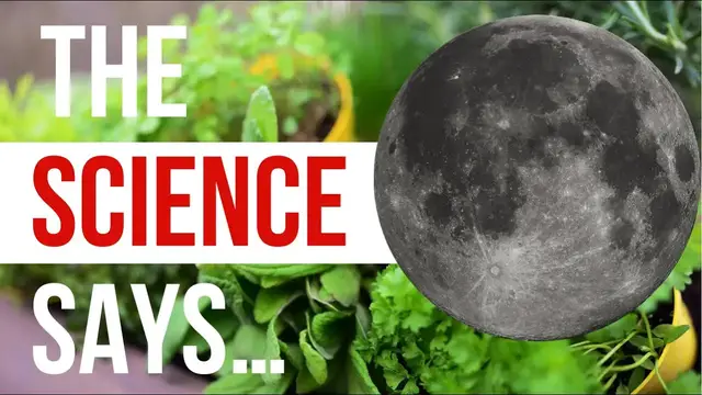 Video thumbnail for Does Moon Phase Planting REALLY Effect Plants? Old Wives Tale OR Based In Science? | Garden Science