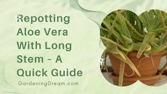 Video thumbnail for Repotting Aloe Vera With Long Stem – A Quick Guide