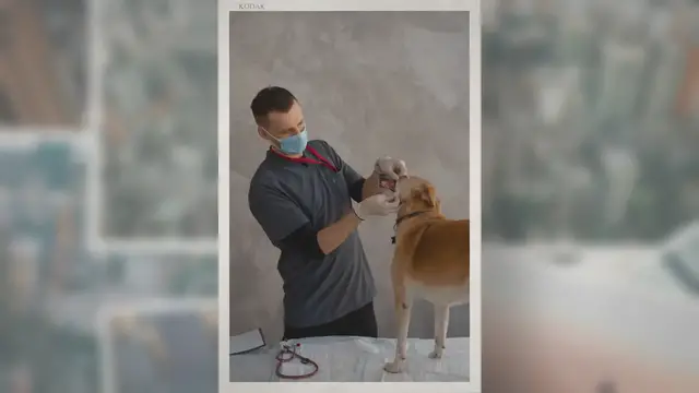 Video thumbnail for Animal Testing Advantages and Disadvantages