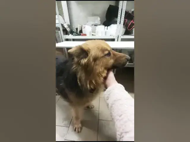 Video thumbnail for Russischer Straßenhund Rettungsmission ⛑️🛟 #dogs #dogshorts #dogslife #streetdog