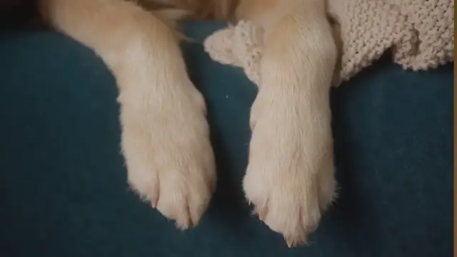 Video thumbnail for Treating Yeast Infections in Dogs Paws