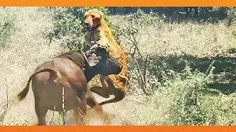 Video thumbnail for Buffalo Flips a Sleeping Lion!