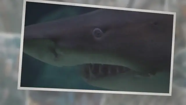 'Video thumbnail for 10 of the World’s Scariest Sharks'