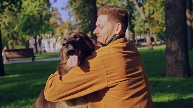 Video thumbnail for German Shepherd Bladder Problems