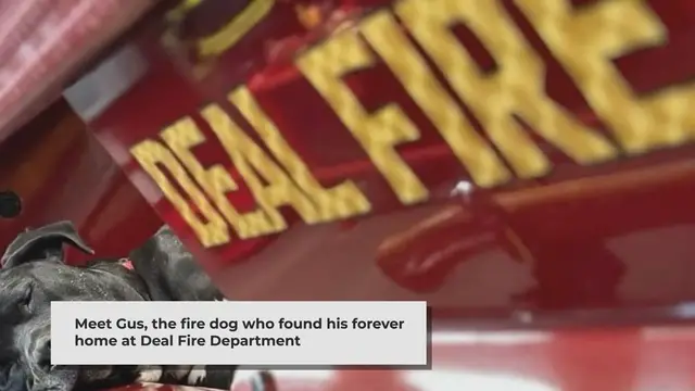 'Video thumbnail for Gus the Fire Dog: A Shelter Pet's Heartwarming Journey'