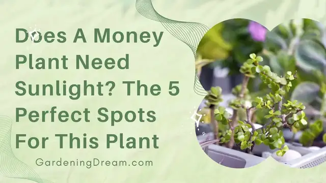 Video thumbnail for Does A Money Plant Need Sunlight The 5 Perfect Spots For This Plant