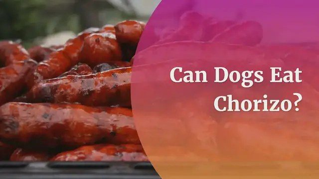 'Video thumbnail for Can Dogs Eat Chorizo?'