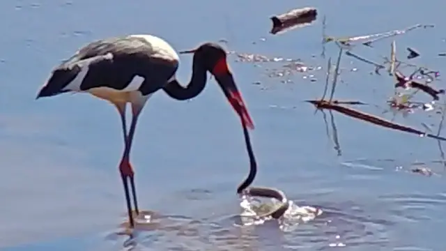 Video thumbnail for Saddle-Billed Stork Fishing for a Snake