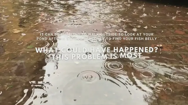 Video thumbnail for Dead Fish in Pond After Rain? Here's Why