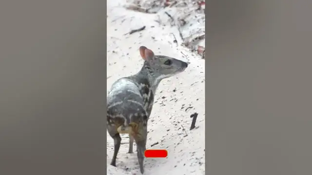 Video thumbnail for Sri Lankan Spotted Chevrotain / Sri Lankan White Spotted Mouse Deer in Wilpattu NP #shorts