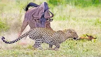 Video thumbnail for Wildebeest Tries Saving her Injured Calf From Leopard & Warthogs