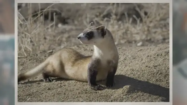 'Video thumbnail for Are Ferrets Hypoallergenic? – Ferret Care 101'