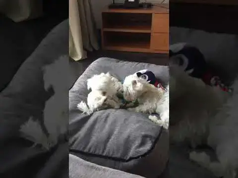 'Video thumbnail for What is it with this teeny 🥜 trying to dominate me?!! #maltesepuppies #dogwrestle #dogs #dogslife'