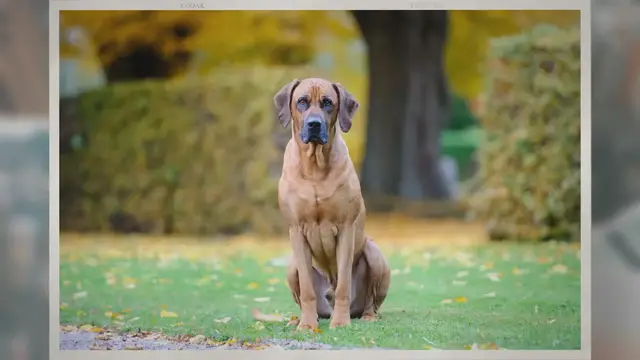 Video thumbnail for Why Your Dog Has Loose Stool And Smelly Gas?
