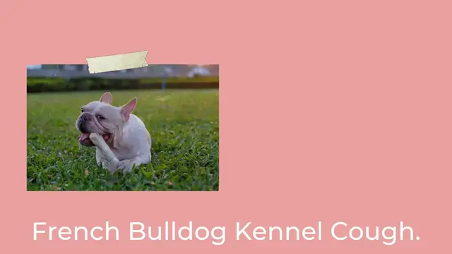 'Video thumbnail for French Bulldog Kennel Cough'