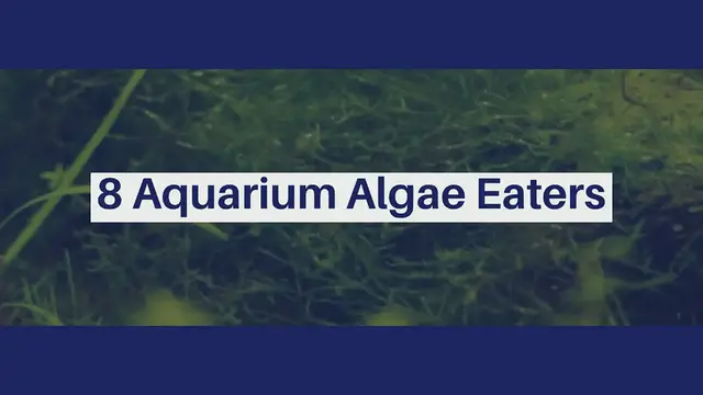 'Video thumbnail for 8 Aquarium Algae Eaters'