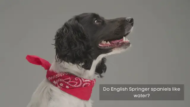 Video thumbnail for Do English Springer spaniels like water?