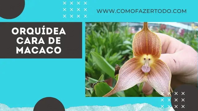 'Video thumbnail for Orquídea Cara de Macaco - Orquídea Rara - Como Plantar e Cuidar'