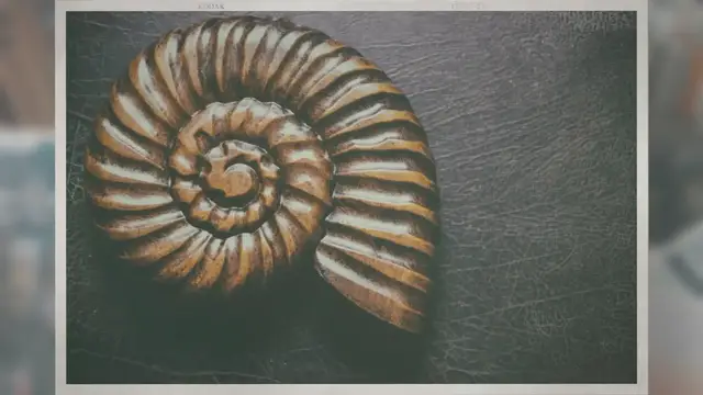 Video thumbnail for Why Are Fossils Rare in Conglomerates?