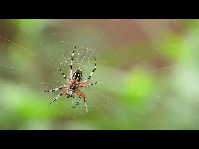 Video thumbnail for Spider Arachnid Food Eating