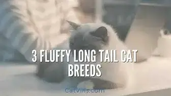 Video thumbnail for 3 FLUFFY LONG TAIL CAT BREEDS