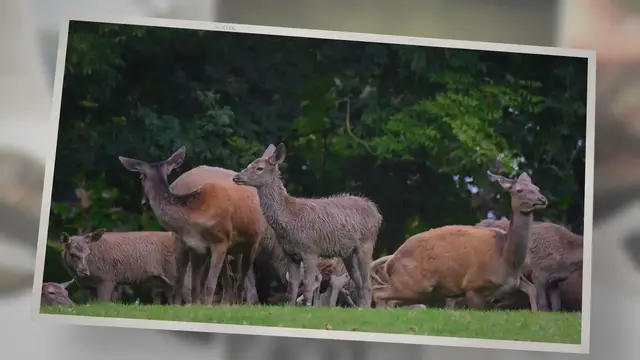 'Video thumbnail for The Top 5 Deer Calls For 2021 Reviewed'