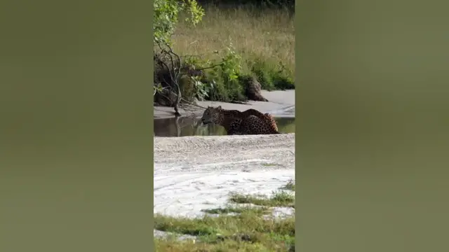 Video thumbnail for Leopard drinking water #shorts