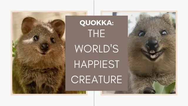 Video thumbnail for QUOKKA: THE WORLD'S HAPPIEST ANIMAL | Wildlife Facts