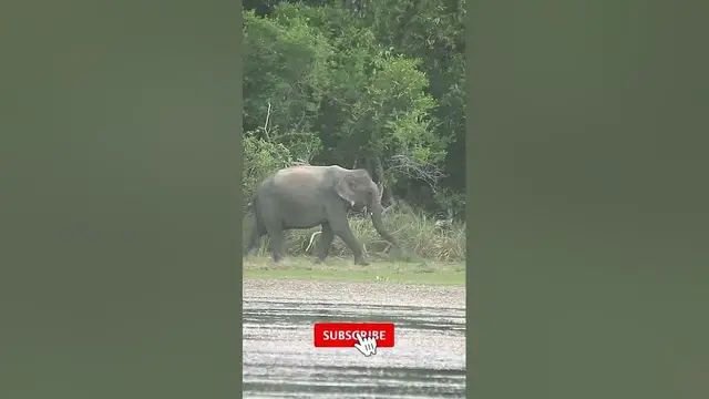 Video thumbnail for Solitary young bull elephant #shorts