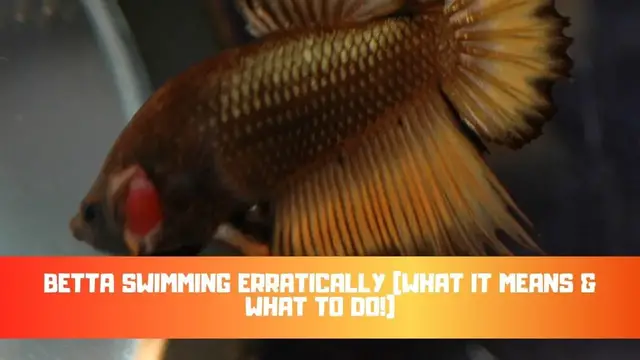 Video thumbnail for Betta Swimming Erratically (What It Means & What To Do!)