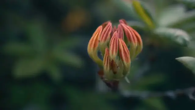 Video thumbnail for How to Encourage Azaleas to Bloom