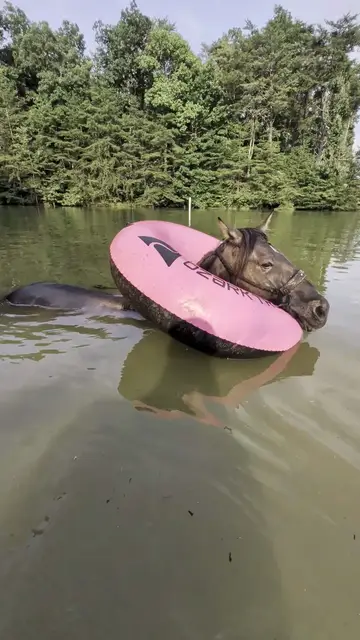 Video thumbnail for Mustang Horse Chilling in a Pink Inner Tube on the Pond