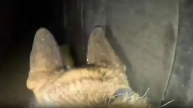 Video thumbnail for Dog Body Camera Leads IDF Troops To Underground Rocket Cache In Southern Gaza.