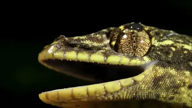 Video thumbnail for Modern Day Dinosaurs Free HD Footage |  Royalty Free  | Stock Footage