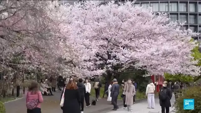Video thumbnail for Ephemeral cherry blossoms season in Japan has kicked off