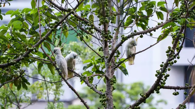 'Video thumbnail for Hong Kong builds artificial nests to save endangered cockatoos'