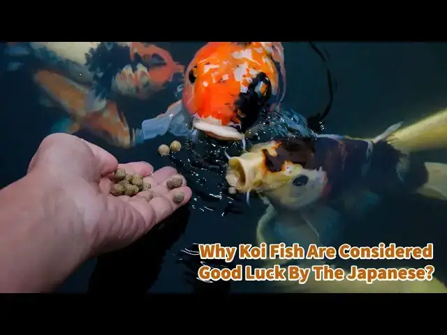 Video thumbnail for Why Koi Fish Are Considered Good Luck By The Japanese?