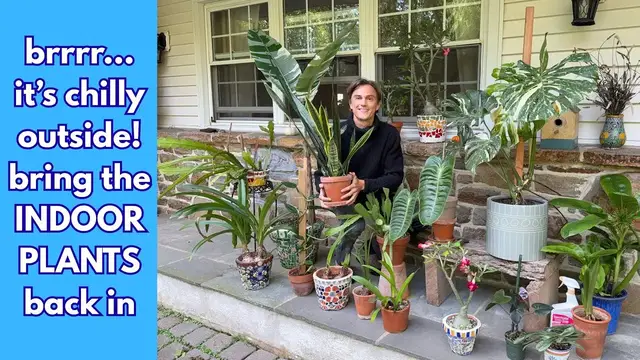 Video thumbnail for How to Bring HOUSEPLANTS Back Inside after Summer
