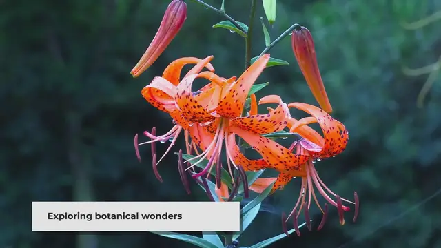 Video thumbnail for Rare and Exotic Plants: Cultivating a Unique Garden Collection