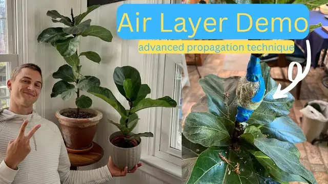 Video thumbnail for AIR LAYERING Tutorial Demonstrating on a Fiddle Leaf Fig - Complete Guide - Advanced Propagation