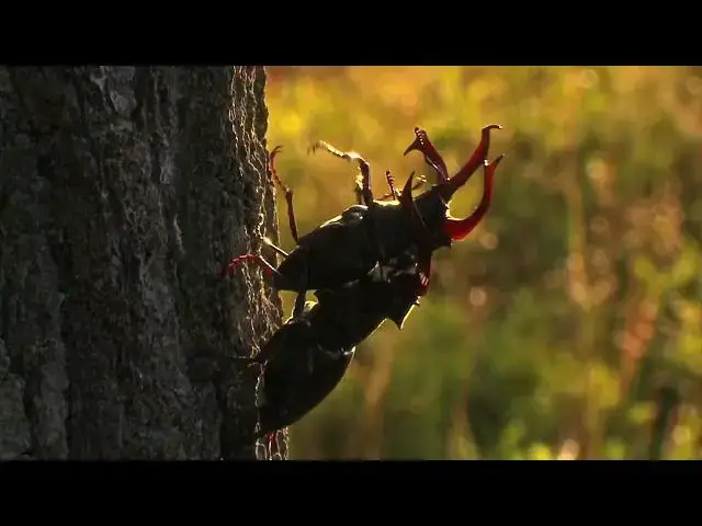 Video thumbnail for STAG BEETLE FIGHT