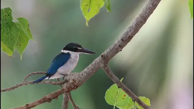 Video thumbnail for Kingfisher Bird