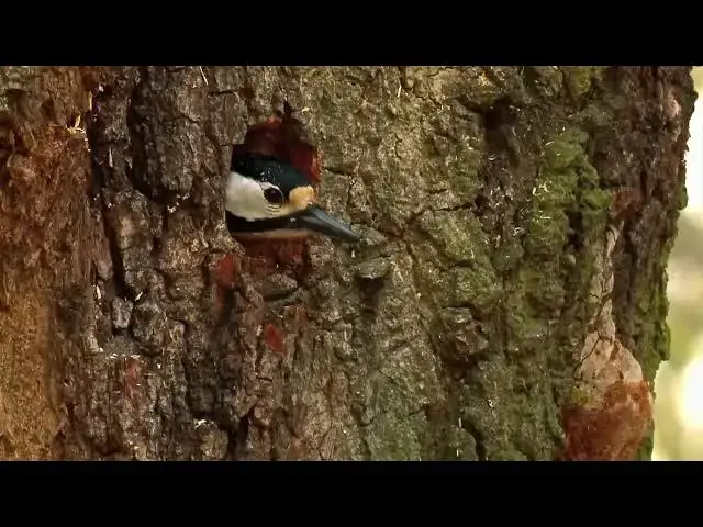 Video thumbnail for Secret Life Of Trees