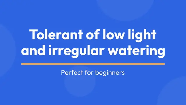 Video thumbnail for Different Pothos Varieties