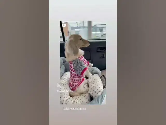 Video thumbnail for Dog is Love