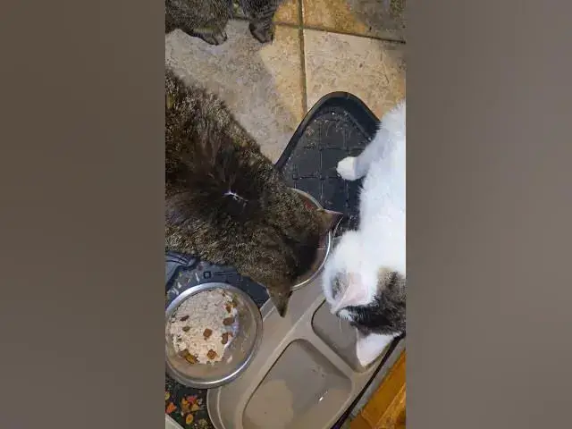 'Video thumbnail for my cats are so dramatic 馃槶'