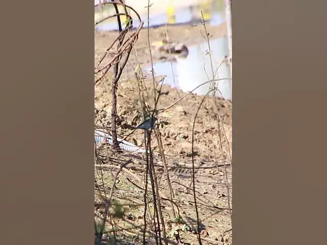 Video thumbnail for Top Small Bird 2 dovebird #smallbird #birds #bird #shortdove #nestdove #babiesdove